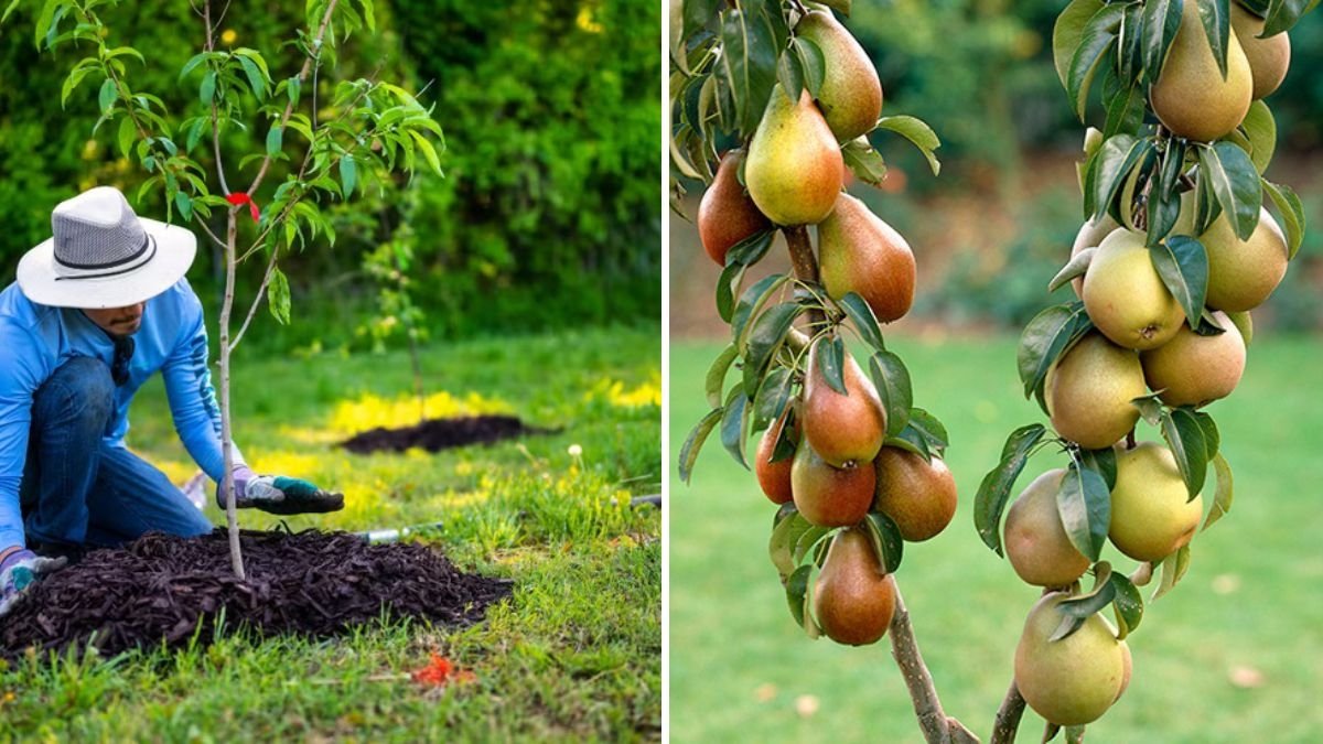 Planting a Bare Root Seckel Pear Tree: A Complete Guide to Growing America’s Sweetest Pear