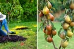 Planting a Bare Root Seckel Pear Tree: A Complete Guide to Growing America’s Sweetest Pear