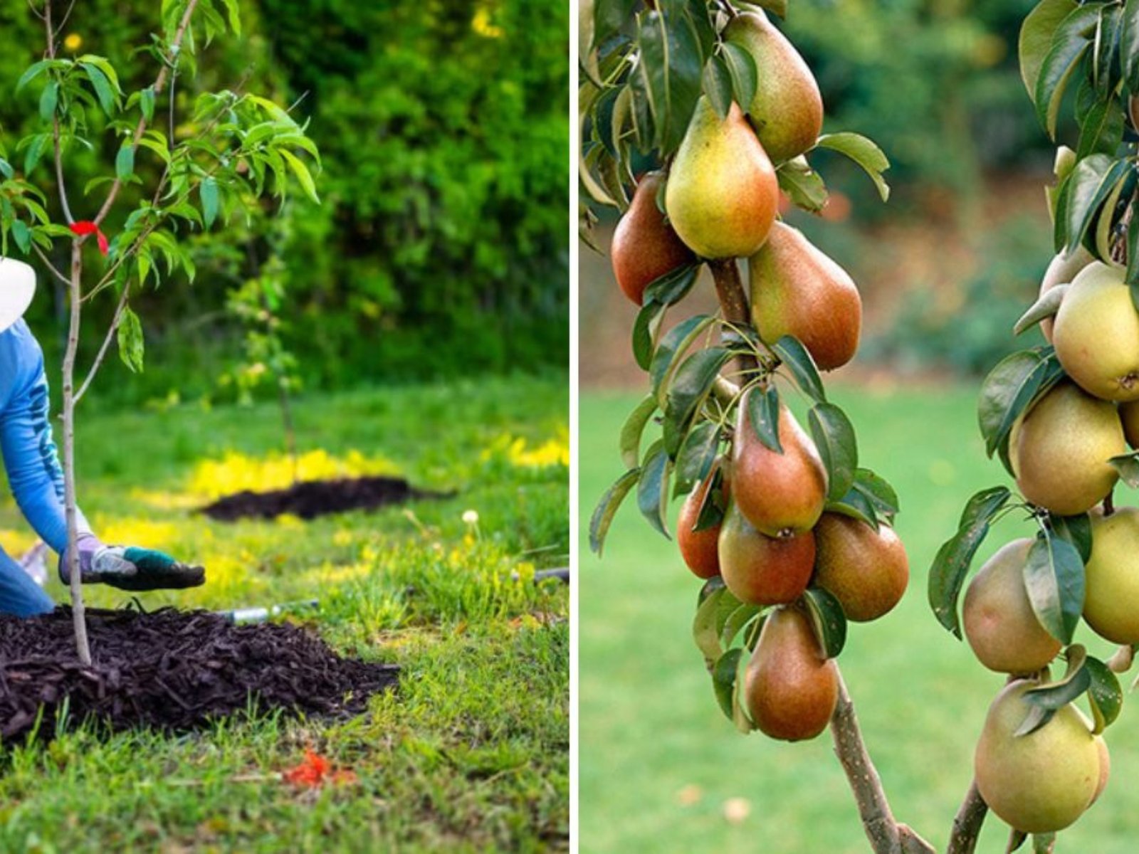 Planting a Bare Root Seckel Pear Tree: A Complete Guide to Growing America’s Sweetest Pear