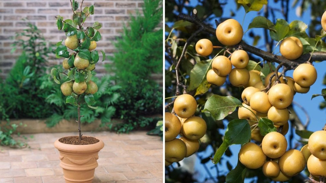 Asian Pears: The Ultimate Rare Fruit You Must Try Growing in Your Home Garden