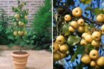 Asian Pears: The Ultimate Rare Fruit You Must Try Growing in Your Home Garden