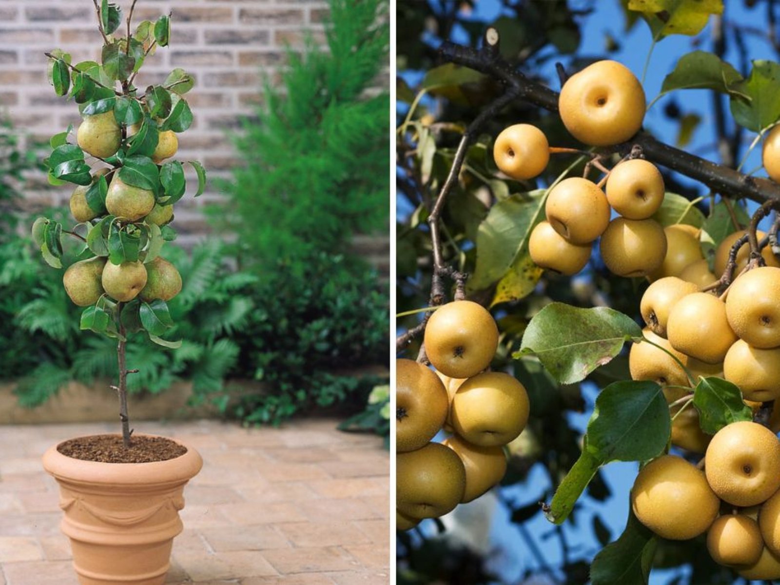 Asian Pears: The Ultimate Rare Fruit You Must Try Growing in Your Home Garden