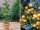 Asian Pears: The Ultimate Rare Fruit You Must Try Growing in Your Home Garden