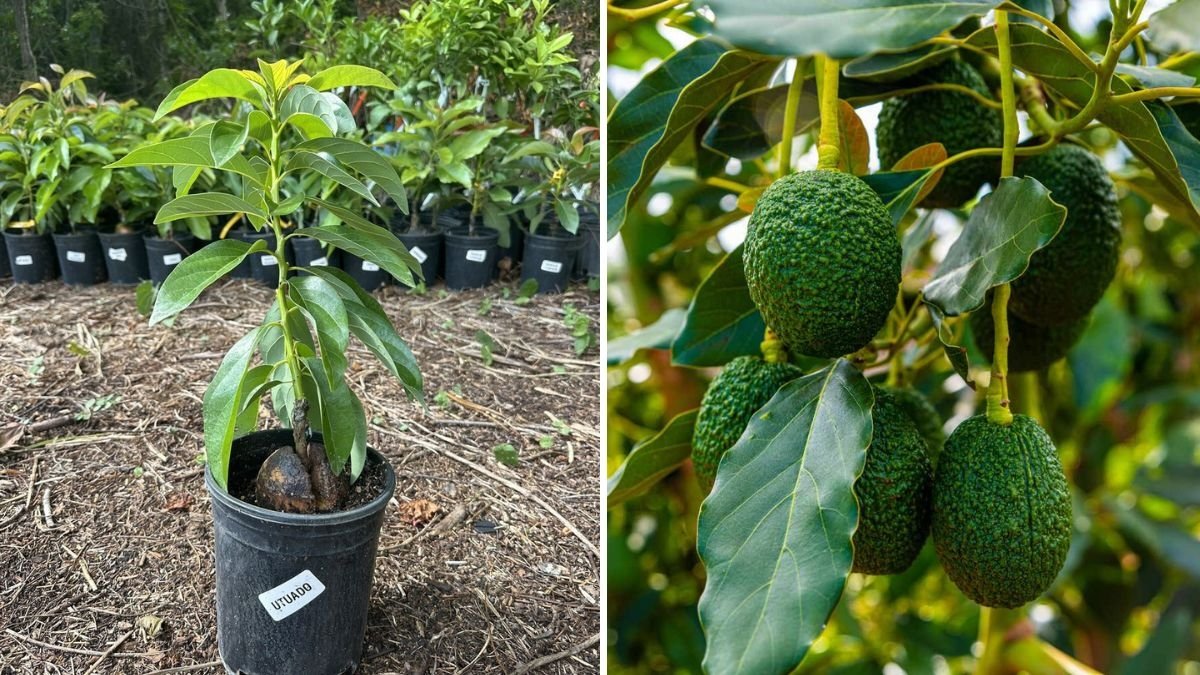 How to Grow Hass Avocados: The Ultimate Quick Care Guide for a Thriving Tree