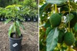 How to Grow Hass Avocados: The Ultimate Quick Care Guide for a Thriving Tree