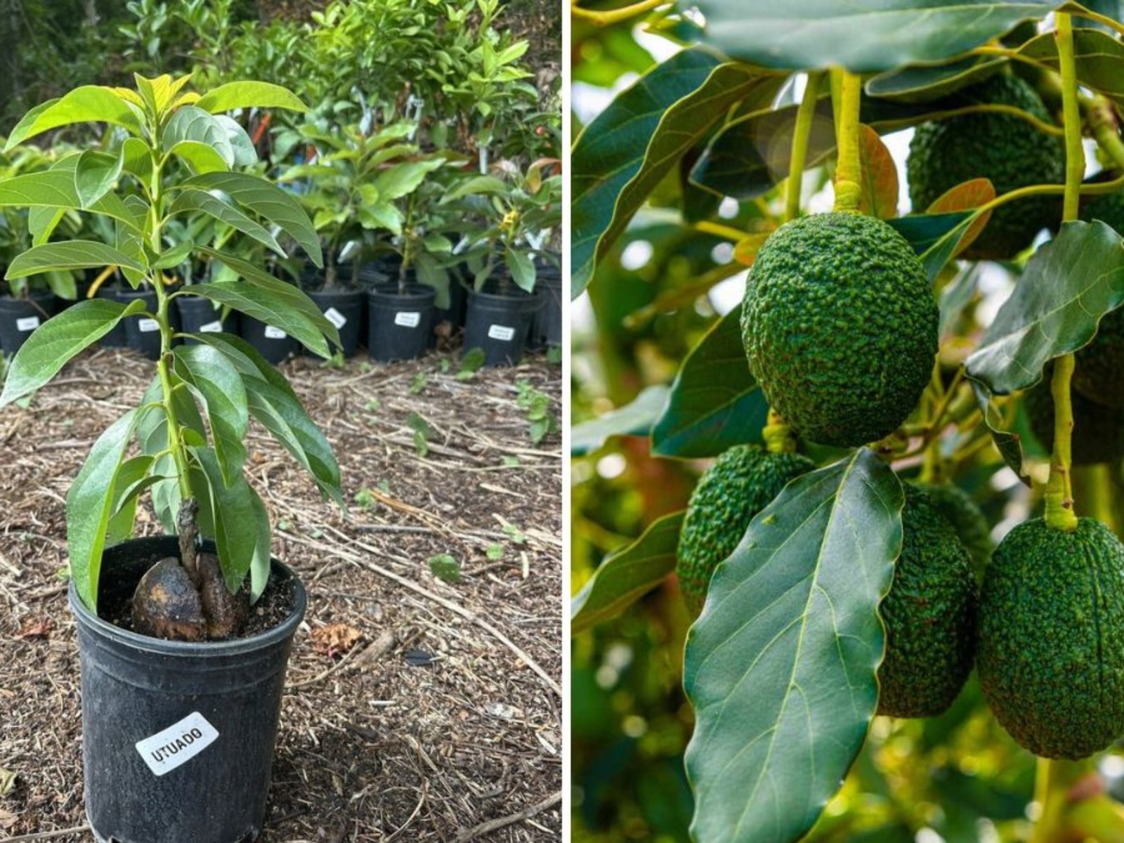 How to Grow Hass Avocados: The Ultimate Quick Care Guide for a Thriving Tree