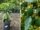 How to Grow Hass Avocados: The Ultimate Quick Care Guide for a Thriving Tree