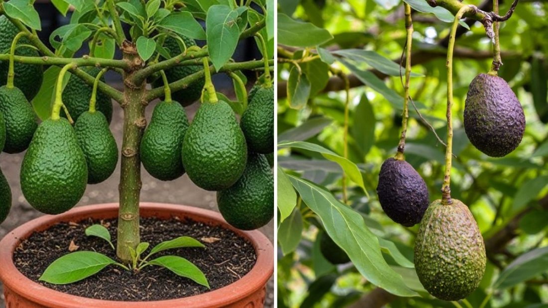 5 Easy Tips to Grow Strong Avocado Trees: Proven Secrets for Healthy Fuerte and Aravaipa Varieties