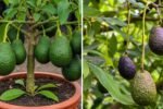5 Easy Tips to Grow Strong Avocado Trees: Proven Secrets for Healthy Fuerte and Aravaipa Varieties