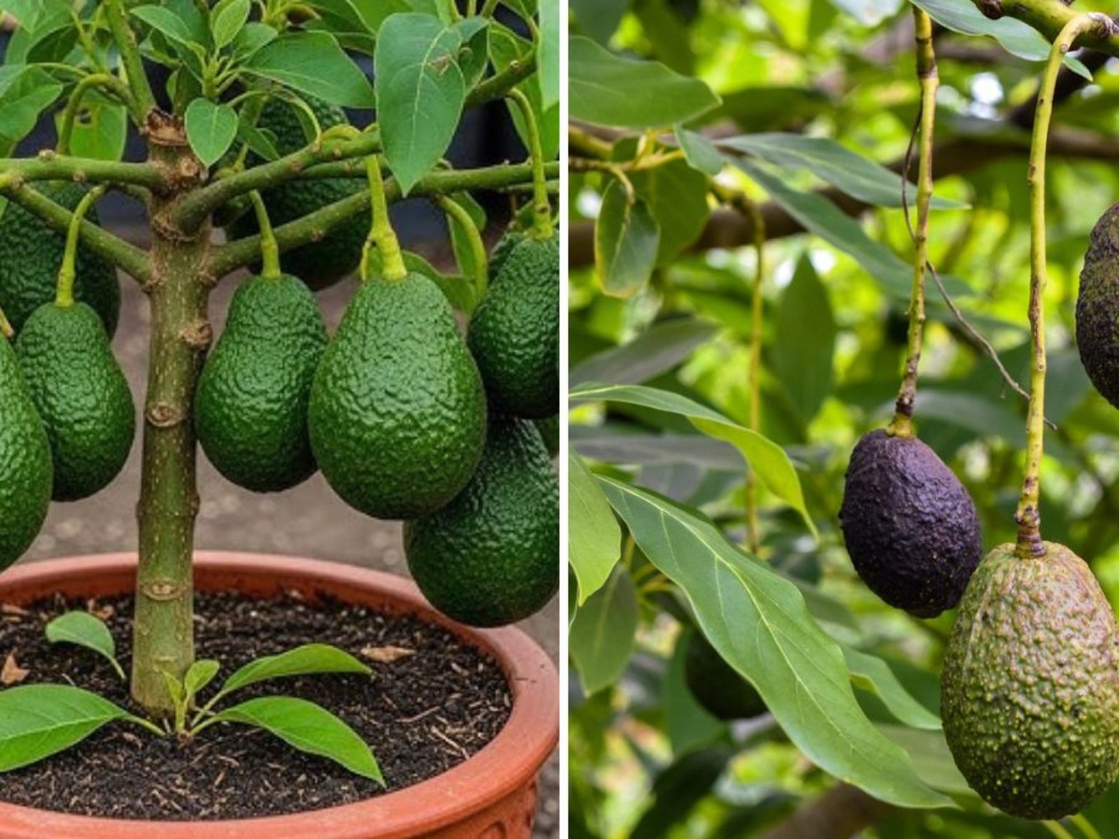 5 Easy Tips to Grow Strong Avocado Trees: Proven Secrets for Healthy Fuerte and Aravaipa Varieties
