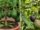 5 Easy Tips to Grow Strong Avocado Trees: Proven Secrets for Healthy Fuerte and Aravaipa Varieties