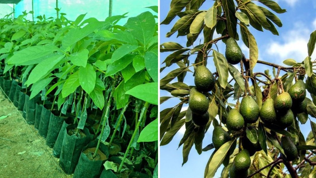 How to Rescue a Sickly Bacon Avocado Tree: Bare-Rooting and Effective Treatment Tips