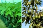 How to Rescue a Sickly Bacon Avocado Tree: Bare-Rooting and Effective Treatment Tips