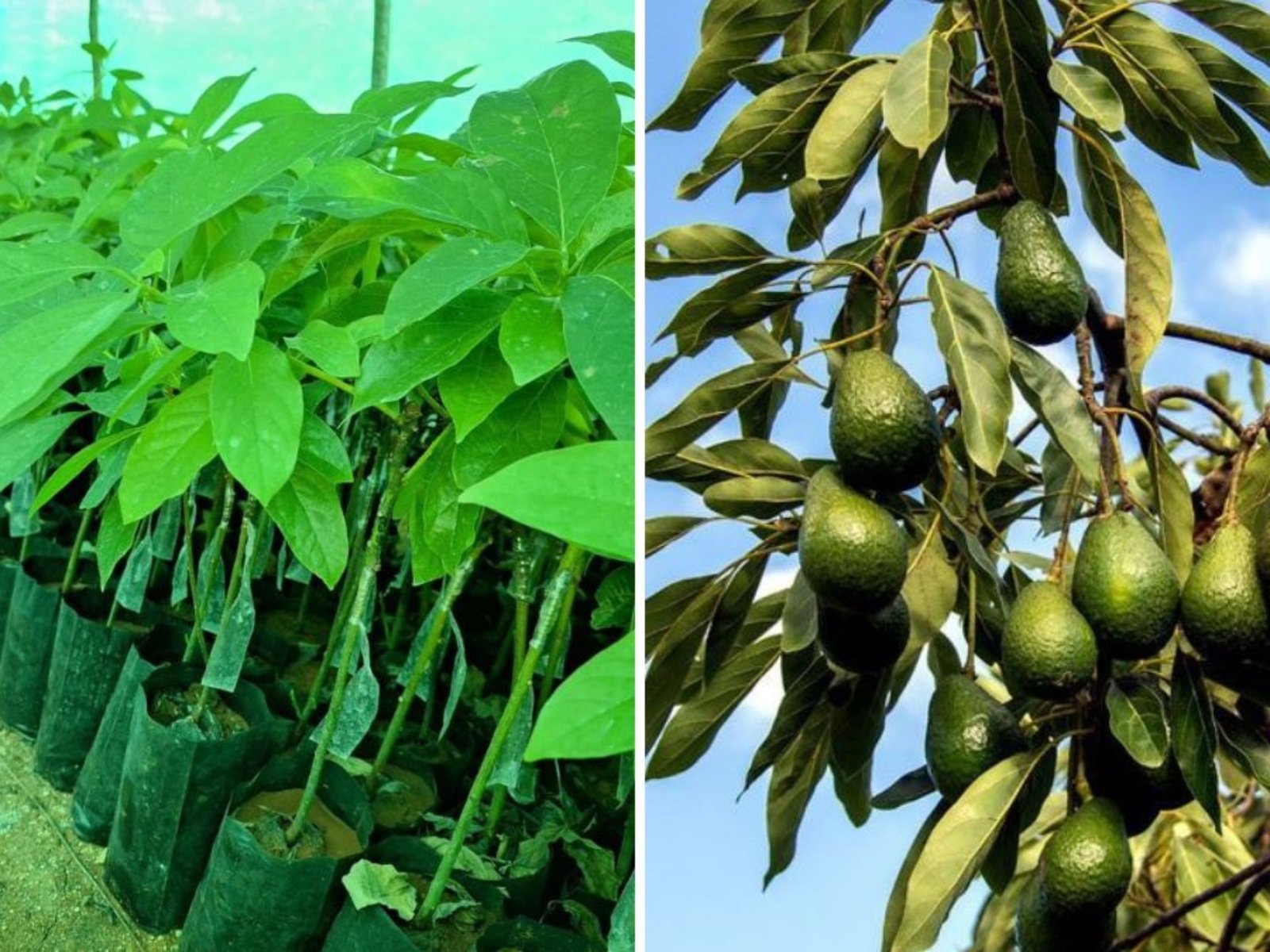 How to Rescue a Sickly Bacon Avocado Tree: Bare-Rooting and Effective Treatment Tips