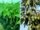 How to Rescue a Sickly Bacon Avocado Tree: Bare-Rooting and Effective Treatment Tips