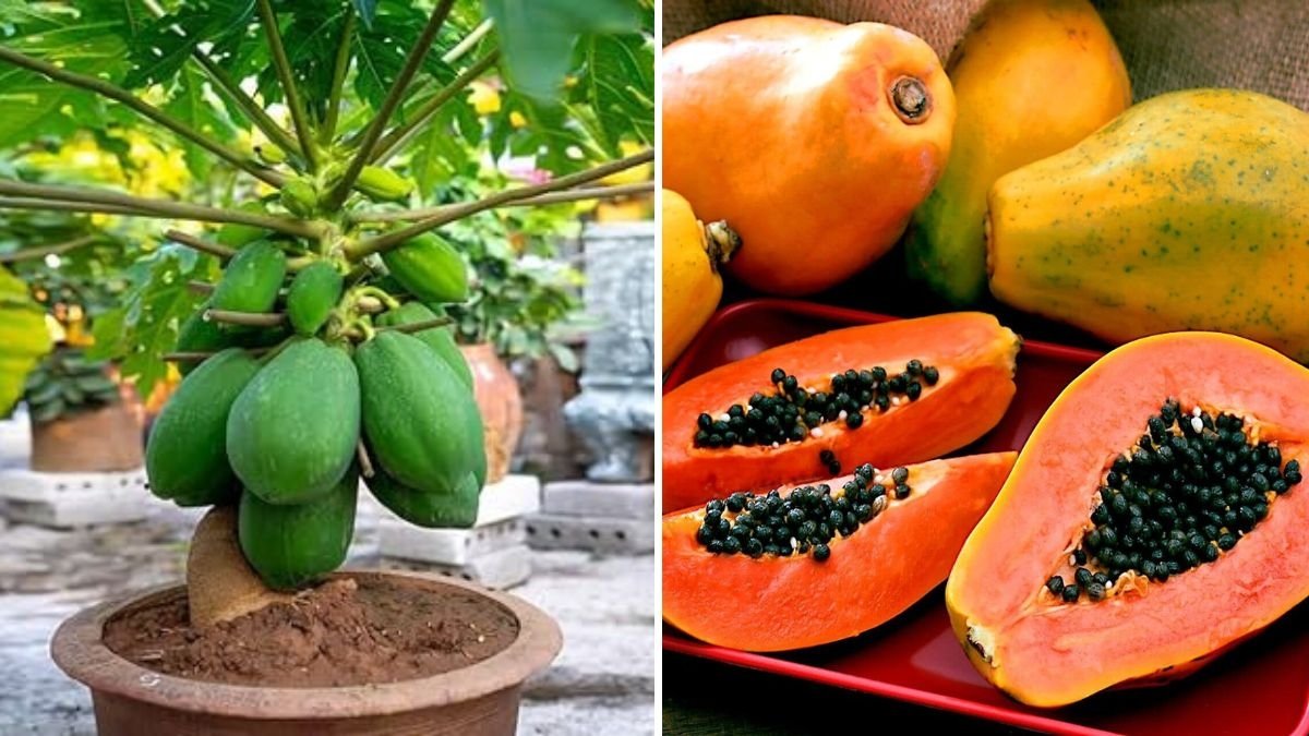 Growing Hawaiian Solo “Sunrise” Papaya in Southern California: A Complete Guide to Success