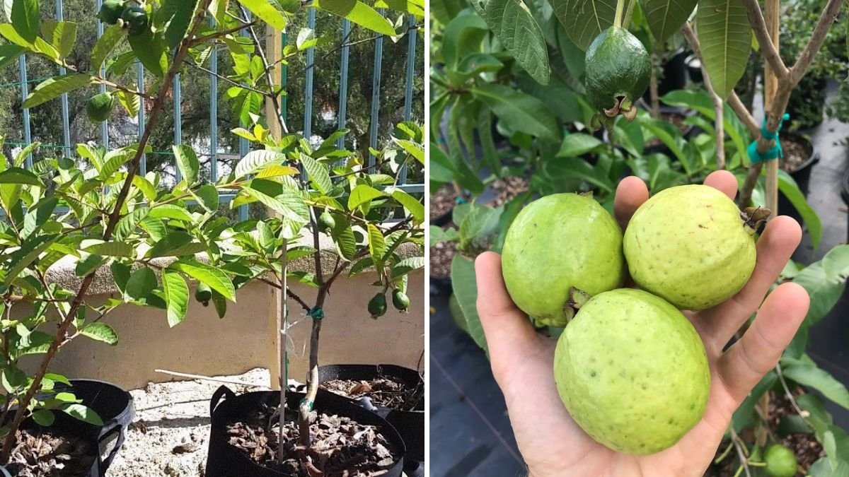 Guava Pink Barbie Harvest and Planting Guide: How to Grow This Sweet Tropical Delight at Home