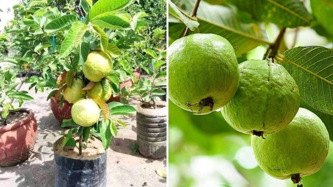 How to Successfully Plant a White Guava in a Container: Step-by-Step Guide and Expert Tips