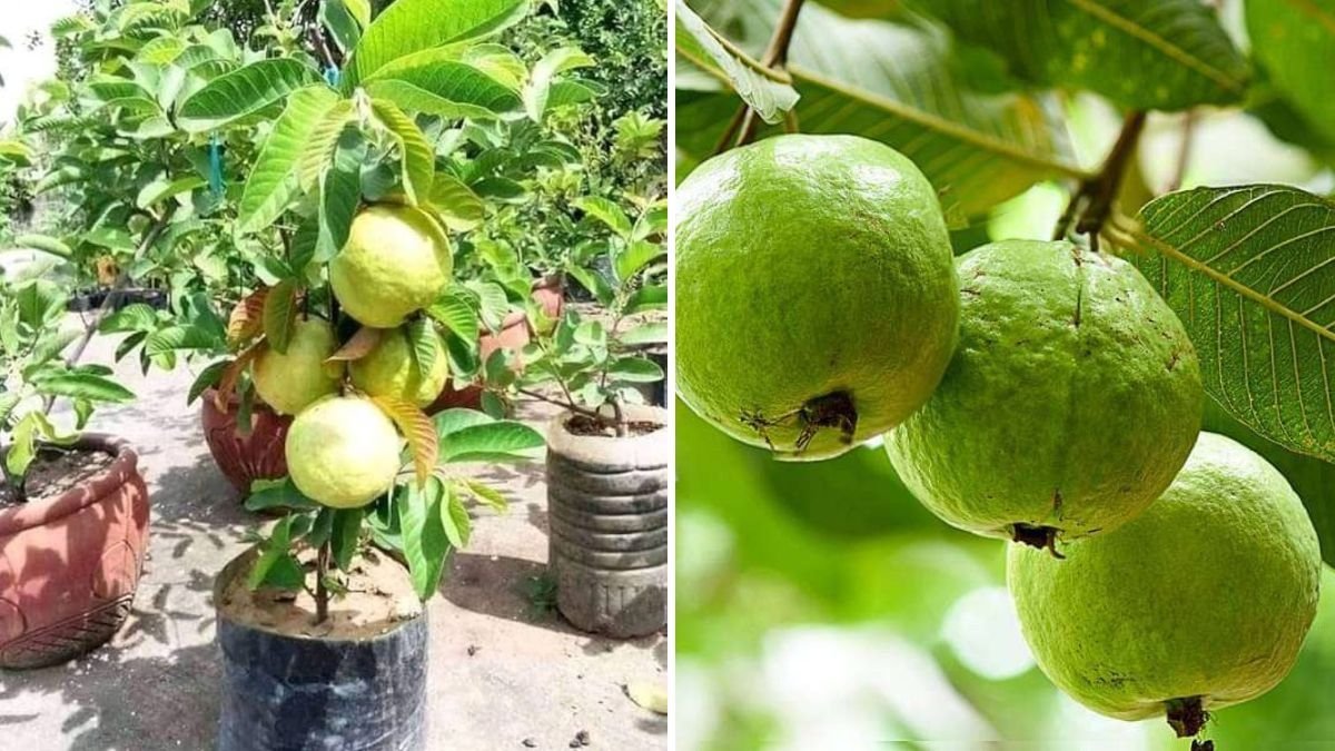 How to Successfully Plant a White Guava in a Container: Step-by-Step Guide and Expert Tips