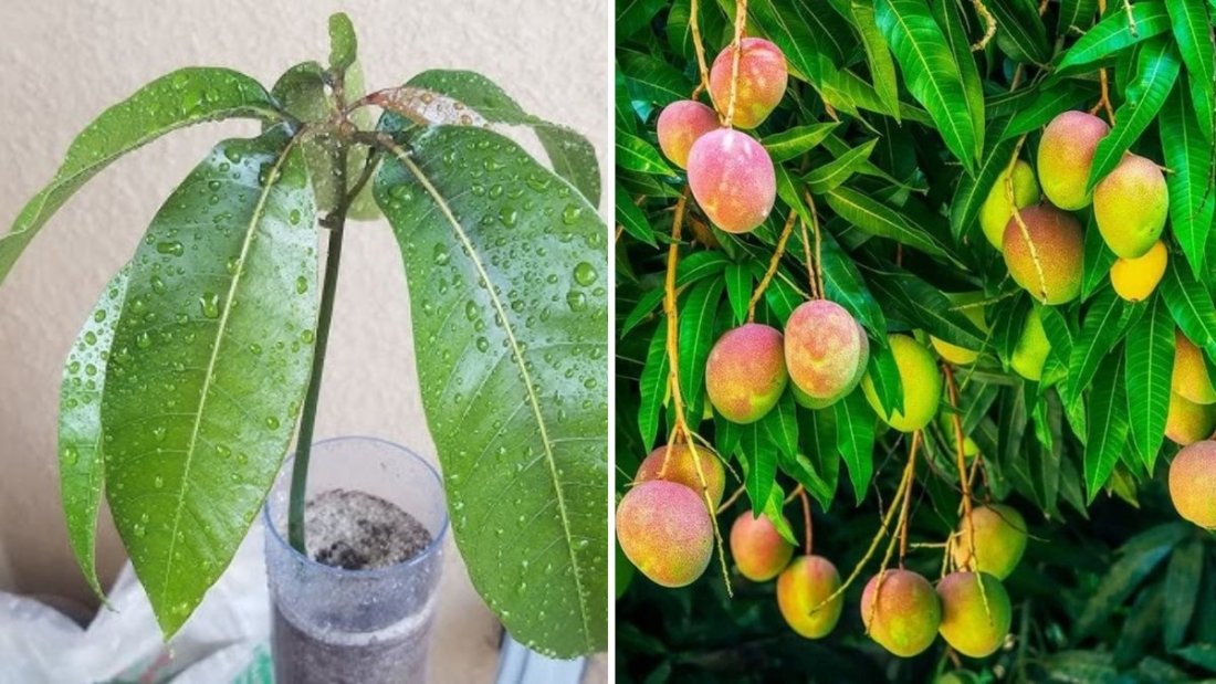 How to Grow Ataulfo Mango Trees from Seeds: Step-by-Step Guide for Sweet Tropical Success