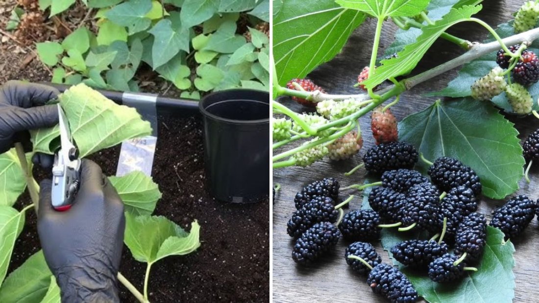 Planting the Black Beauty Mulberry: How Millipede Castings Boosted Its Growth Naturally