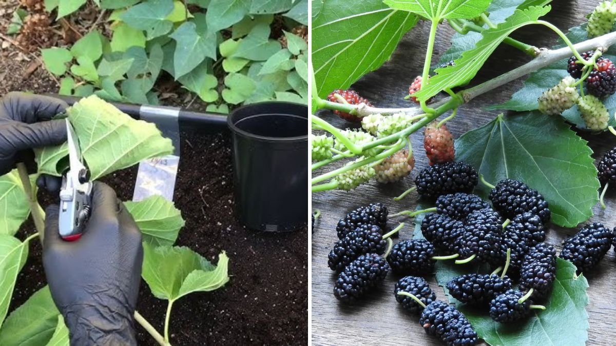 Planting the Black Beauty Mulberry: How Millipede Castings Boosted Its Growth Naturally