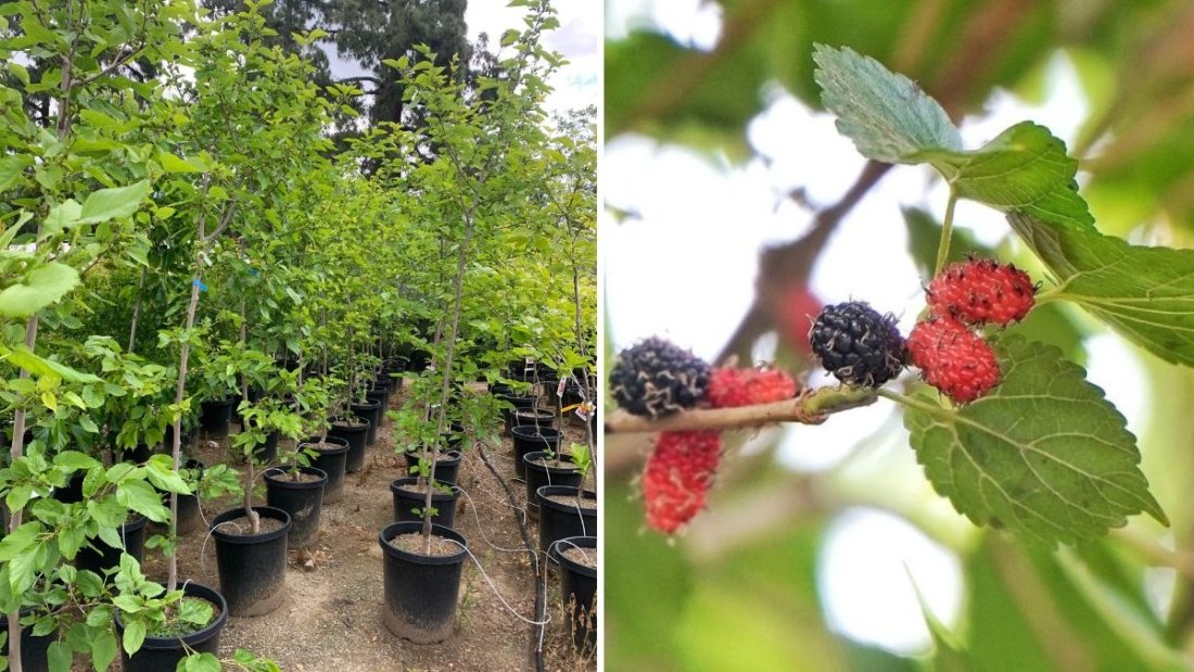 How to Grow a Florida Red Mulberry Tree: A Complete Guide to Planting, Care, and Harvesting