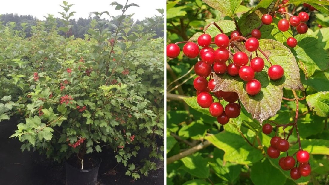 How to Grow and Care for the American Cranberry Bush (Highbush Cranberry): A Complete Gardener’s Guide