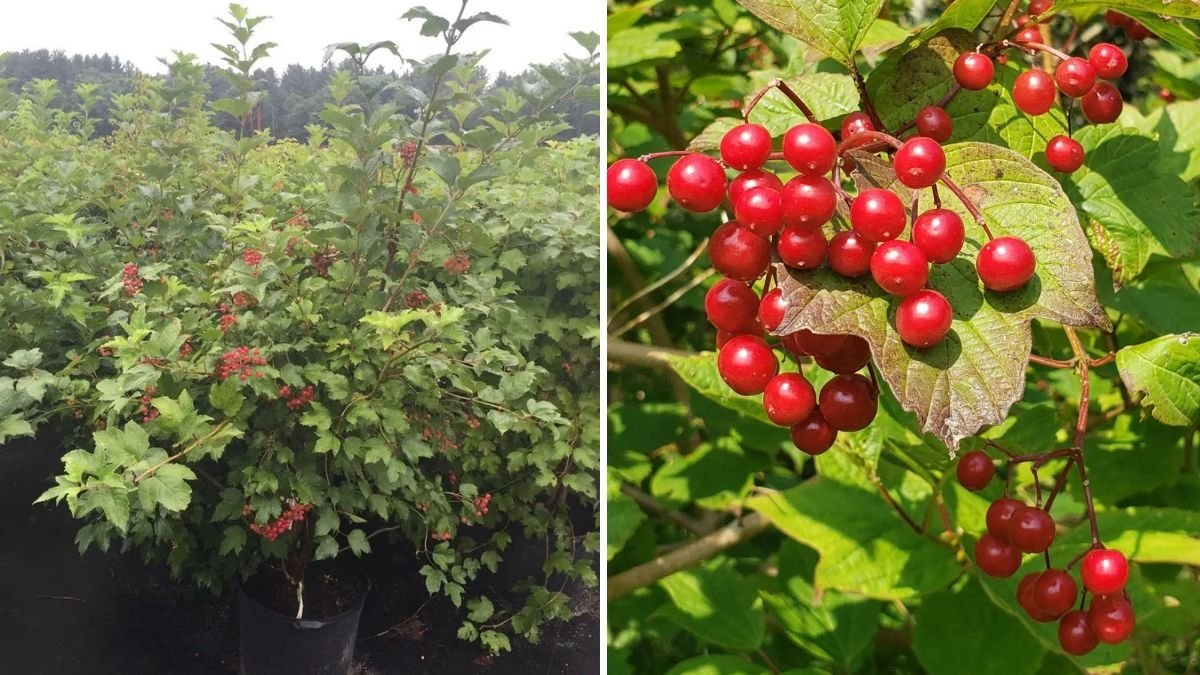 How to Grow and Care for the American Cranberry Bush (Highbush Cranberry): A Complete Gardener’s Guide