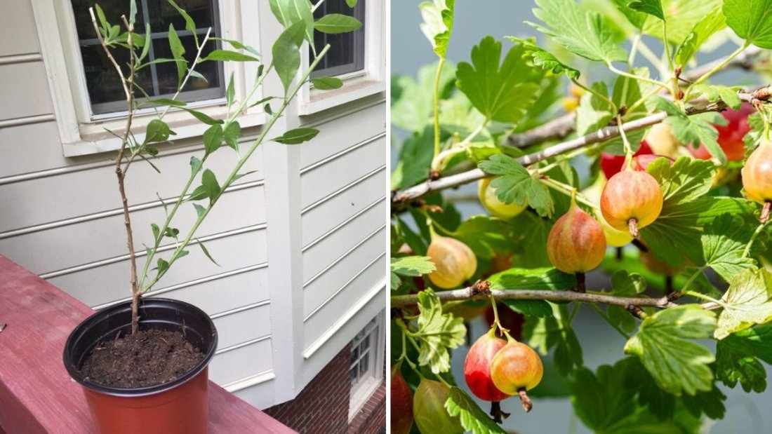 Greenhouse Container Gardening with Gooseberries, Currants, Elderberries, and Goji Berries: A Complete Growing Guide and Update