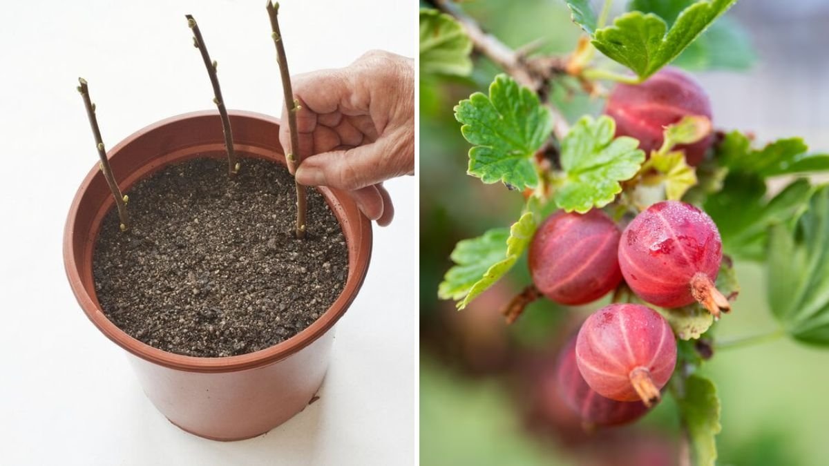 How to Grow Red Gooseberries from Cuttings: A Complete Gardening Guide for Cold Climates (Inspired by Gardening in Alaska)