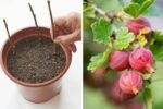 How to Grow Red Gooseberries from Cuttings: A Complete Gardening Guide for Cold Climates (Inspired by Gardening in Alaska)
