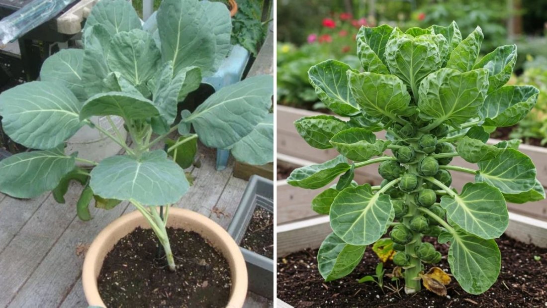 How to Grow Brussels Sprouts for Beginners: A Complete Step-by-Step Gardening Guide