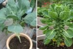 How to Grow Brussels Sprouts for Beginners: A Complete Step-by-Step Gardening Guide