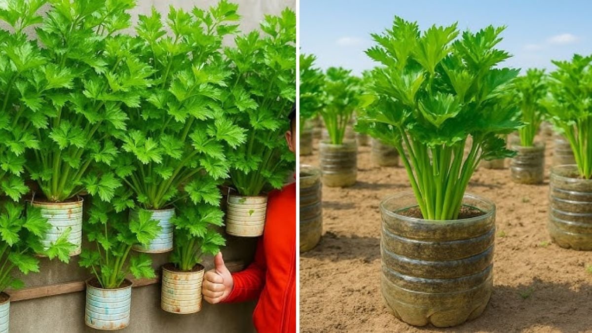 How to Plant Celery Successfully: 3 Keys to Organic Growth, Soil Preparation, and Seed Starting