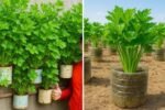 How to Plant Celery Successfully: 3 Keys to Organic Growth, Soil Preparation, and Seed Starting