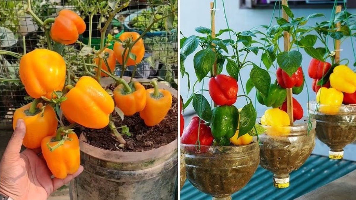 How to Grow Bell Peppers (Capsicums) in Pots from Seed to Harvest: The Super Easy Way for Home Gardeners