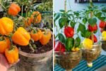 How to Grow Bell Peppers (Capsicums) in Pots from Seed to Harvest: The Super Easy Way for Home Gardeners