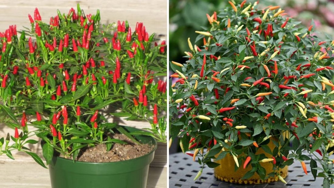 How to Grow Thai Chili Peppers at Home from Fresh Chili: A Complete Step-by-Step Guide