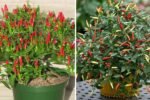 How to Grow Thai Chili Peppers at Home from Fresh Chili: A Complete Step-by-Step Guide