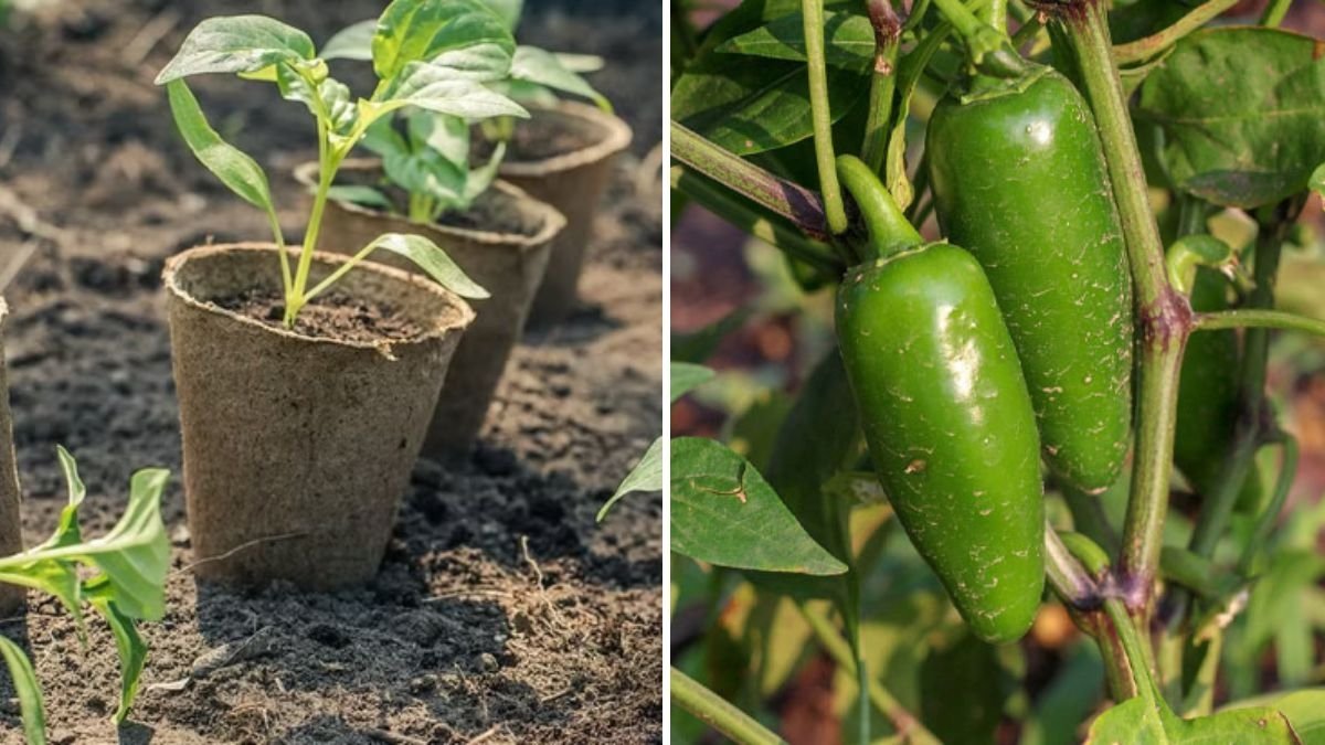 How to Grow Jalapeño Peppers from Seed to Harvest: A Complete Home Gardening Guide