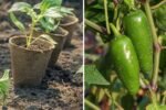 How to Grow Jalapeño Peppers from Seed to Harvest: A Complete Home Gardening Guide