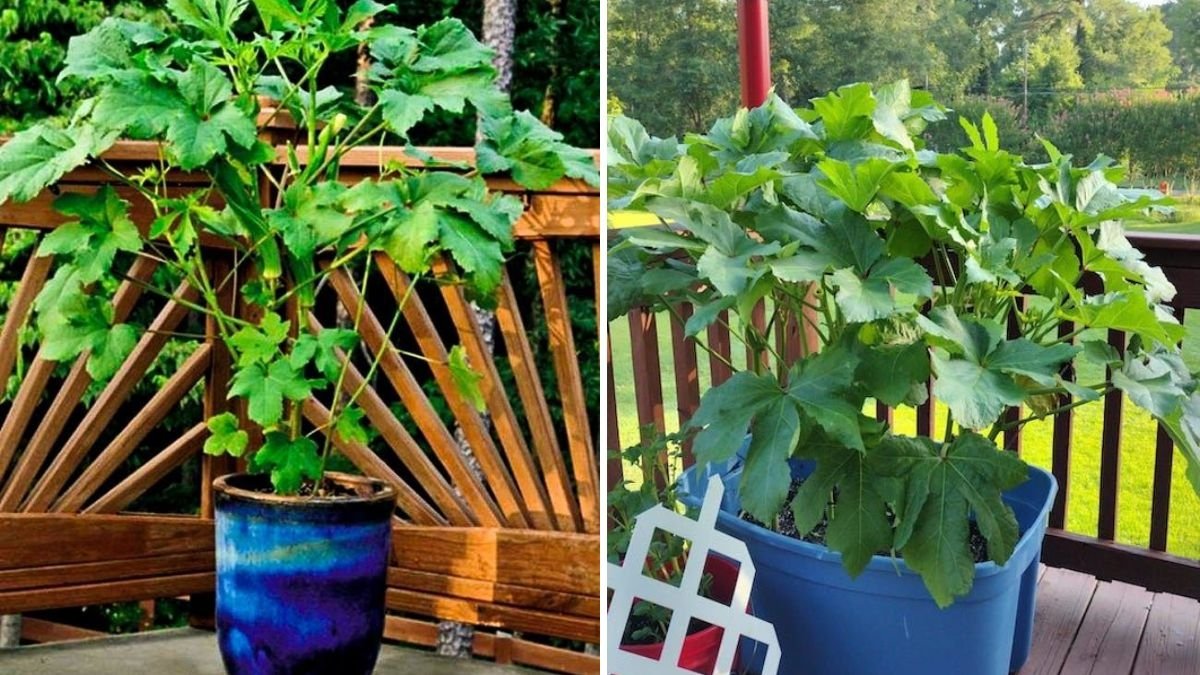 How to Grow Okra in Raised Beds or Containers: From Seed to Harvest – The Complete Easy Guide
