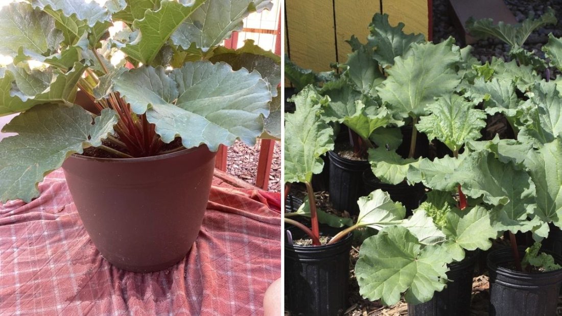 How to Grow Rhubarb in a Pot: A Complete Guide to Thriving Container Rhubarb from Start to Harvest