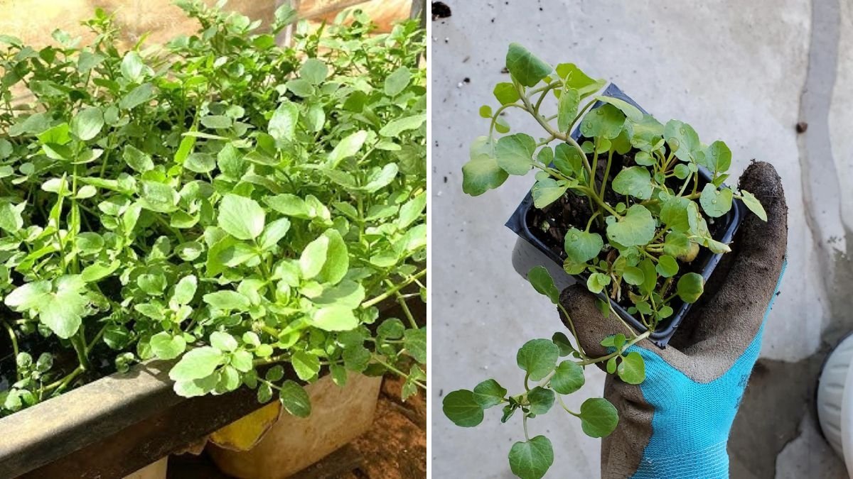 The Easiest Way to Grow Watercress at Home: A Complete Beginner’s Guide to Fresh, Healthy Greens