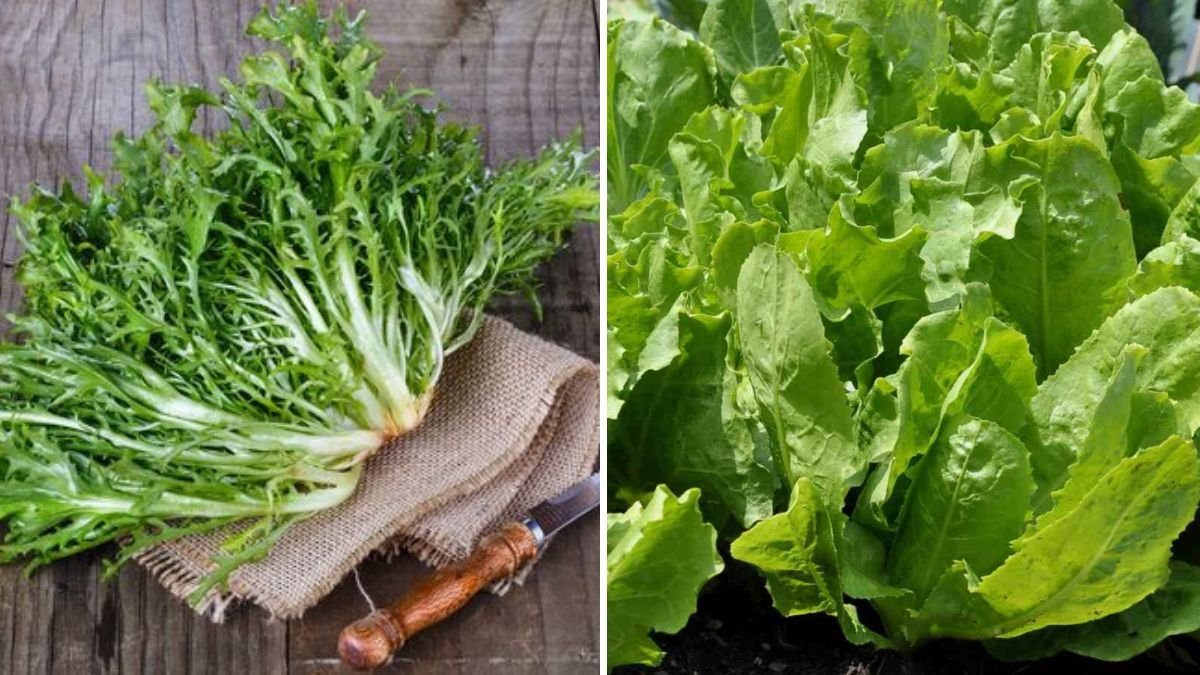 How to Plant and Grow Endive in Your Summer Vegetable Garden: A Complete Step-by-Step Guide