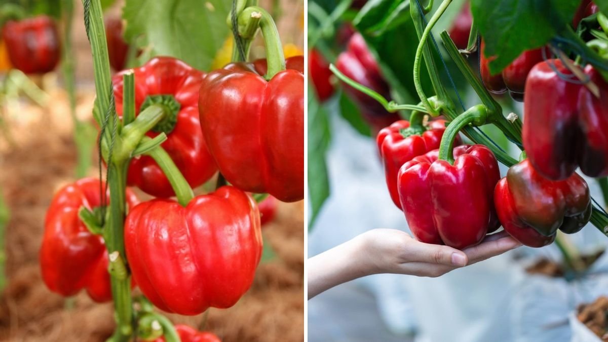 How to Grow Bell Peppers from Seed in Containers: The Complete Easy Planting Guide for Beginners