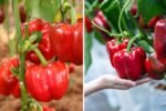 How to Grow Bell Peppers from Seed in Containers: The Complete Easy Planting Guide for Beginners