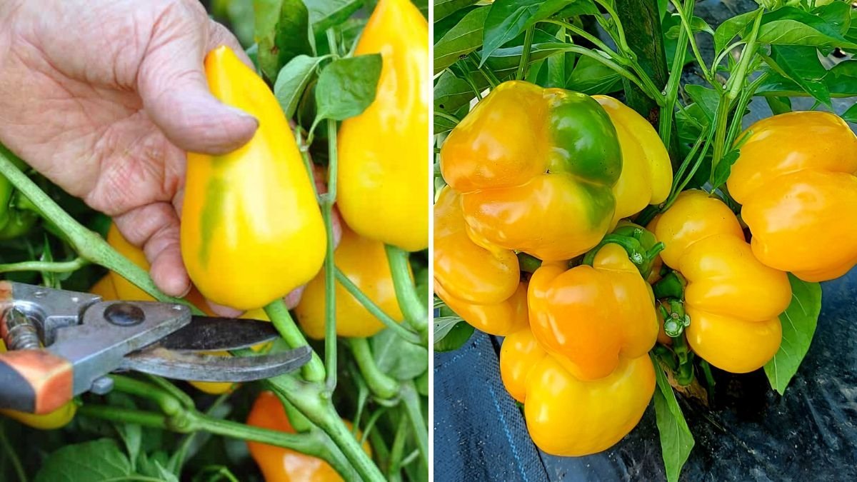 How to Grow Super Sweet Snack Peppers from Seed to Harvest: A Complete Step-by-Step Guide
