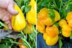 How to Grow Super Sweet Snack Peppers from Seed to Harvest: A Complete Step-by-Step Guide